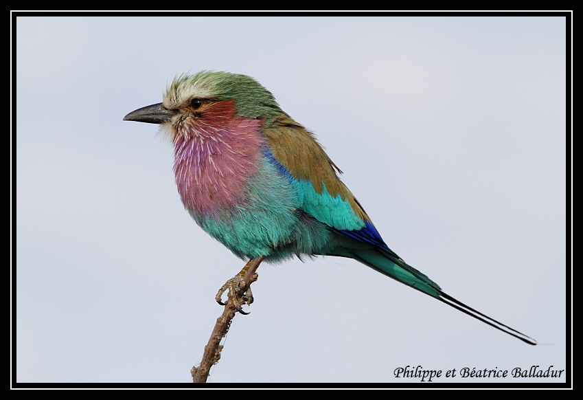 Un petit oiseau de toutes les couleurs... Rollier_longs_brins_03