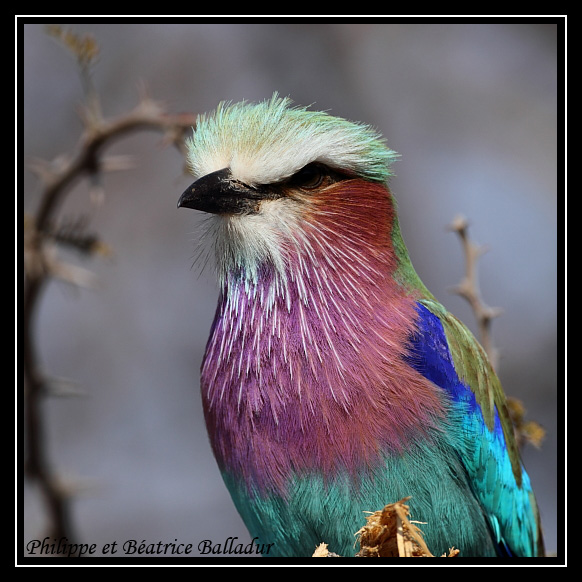 Un petit oiseau de toutes les couleurs... Rollier_longs_brins_06