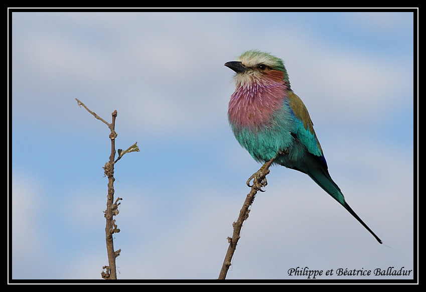 Un petit oiseau de toutes les couleurs... Rollier_longs_brins_08
