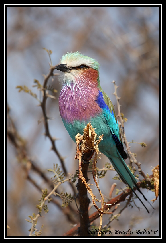 Un petit oiseau de toutes les couleurs... Rollier_longs_brins_09