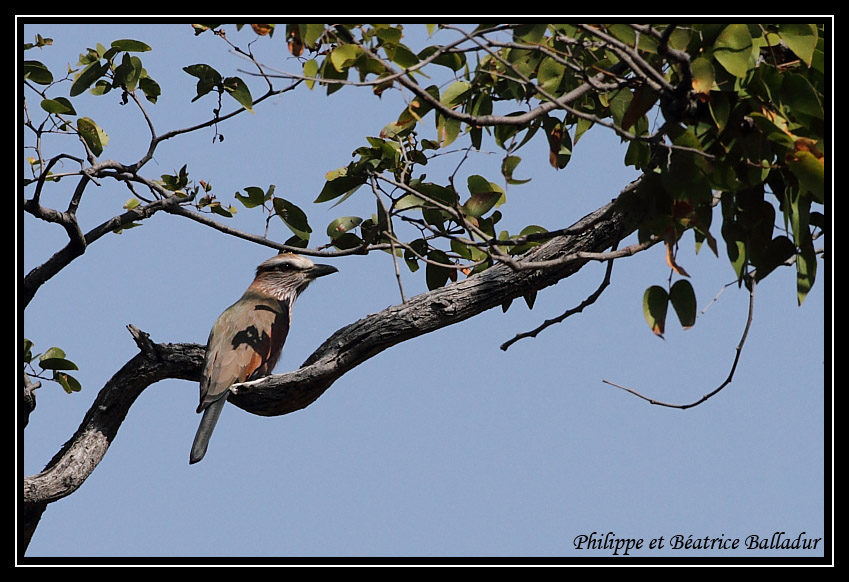 Un petit oiseau de toutes les couleurs... Rollier_pourpre