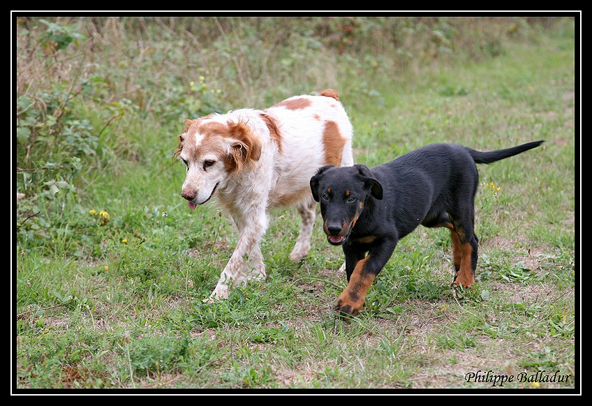 Mais qu'est qui fait courir cet Irlandais ? Beauceron_01