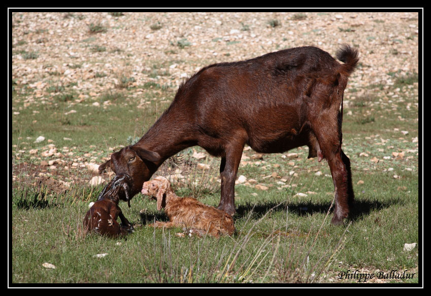 Un peu de tendresse... Naissances_chevreaux_01