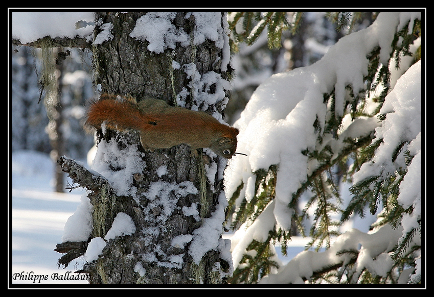 Le skieur et l'écureuil dans la forêt boréale... Ecureuil_05