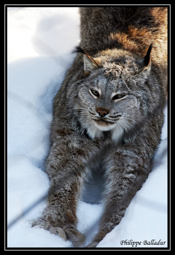 Quelques Lynx du Canada sous la neige... Lynx_Canada_04