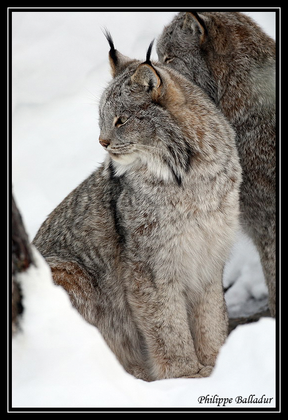 Quelques Lynx du Canada sous la neige... Lynx_Canada_06