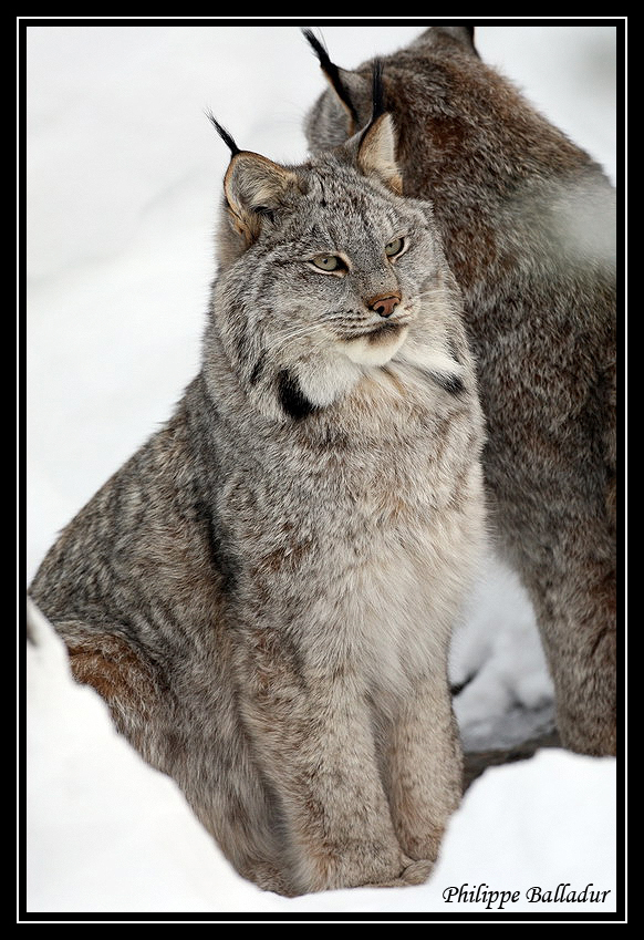 Quelques Lynx du Canada sous la neige... Lynx_Canada_07