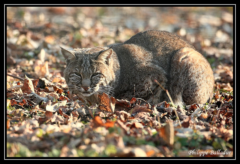 Chat fait rien... Lynx_Roux_04