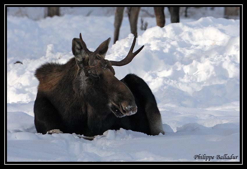 Des Orignaux en hiver pour Patrice... Orignal_08