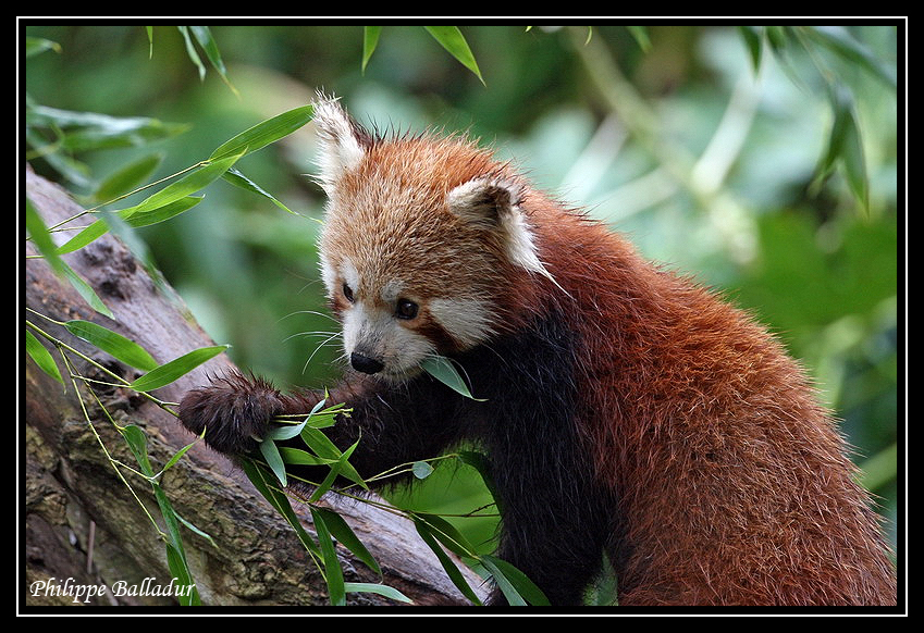 Un Panda Roux Panda_Roux_06