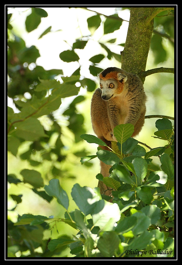 Eulemur coronatus Lemur_couronne_03