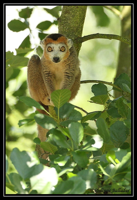 Eulemur coronatus Lemur_couronne_04