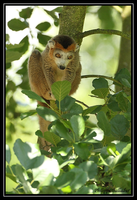 Eulemur coronatus Lemur_couronne_05