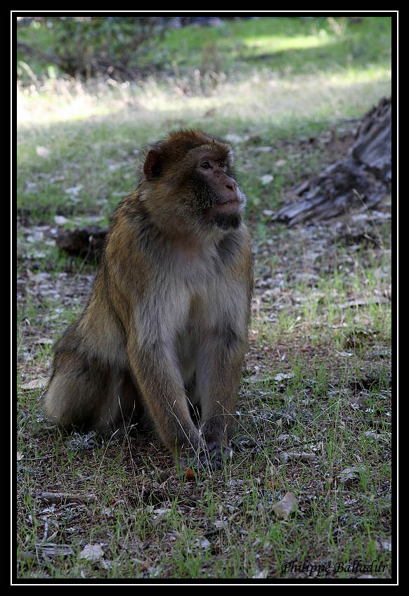 Rencontre dans un forêt de cèdres... Macaques_marocains_01