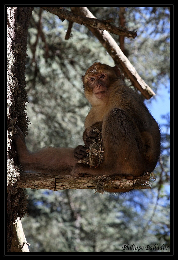 Rencontre dans un forêt de cèdres... Macaques_marocains_04