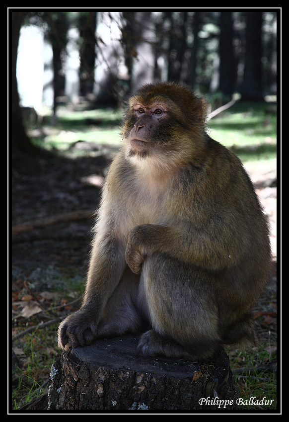 Rencontre dans un forêt de cèdres... Macaques_marocains_05