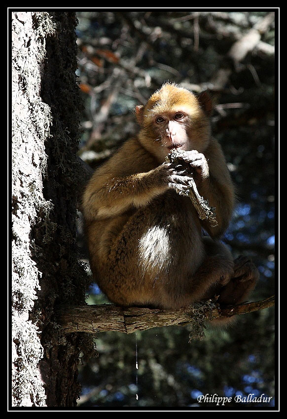 Rencontre dans un forêt de cèdres... Macaques_marocains_07
