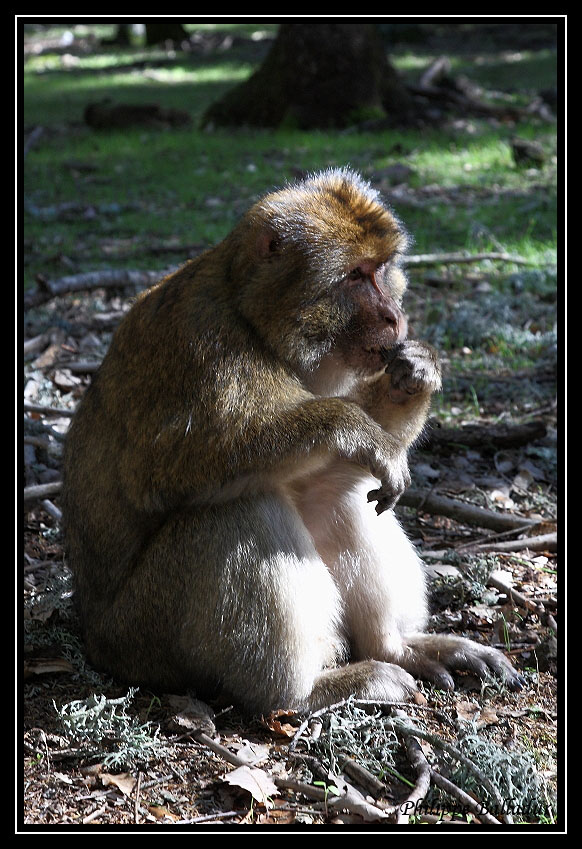 Rencontre dans un forêt de cèdres... Macaques_marocains_12