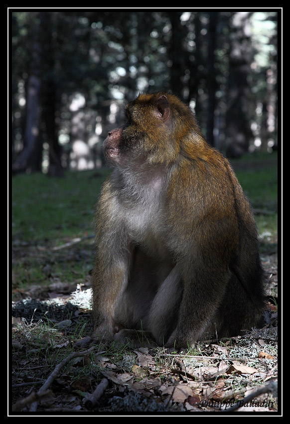 Rencontre dans un forêt de cèdres... Macaques_marocains_14