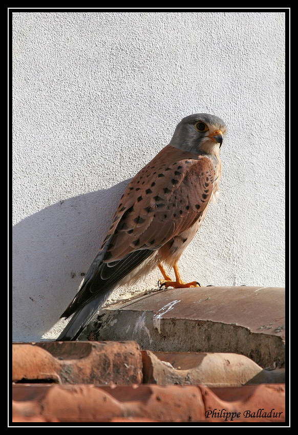 Faucon Crécerelle Faucon_Crecerelle