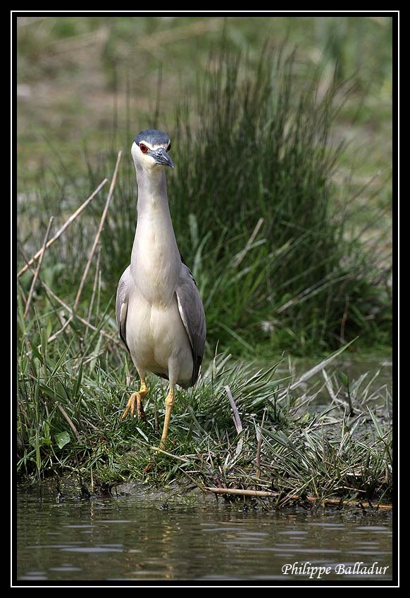 C'est le moment d'observer le Bihoreau ! Heron_Bihoreau_05