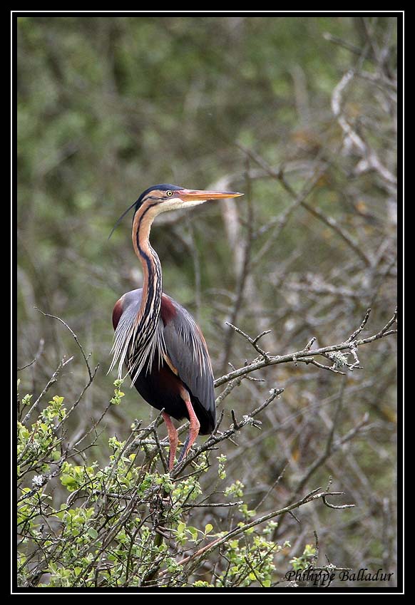 ça bouge dans les héronnières... Heron_Pourpre_05