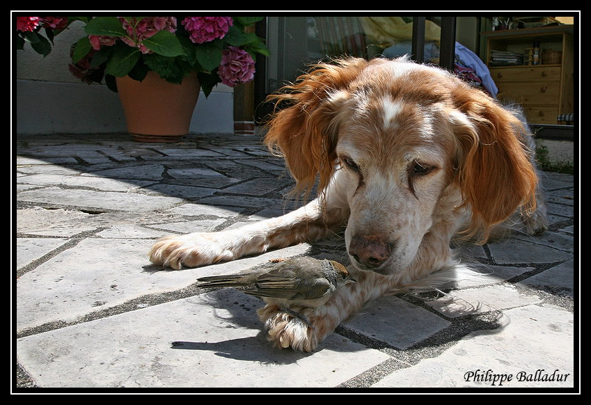 Un perchoir qui a du chien ! 07