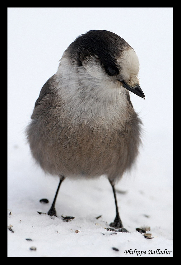 Mésangeai ou Geai gris du Canada. Geai_du_Canada_03