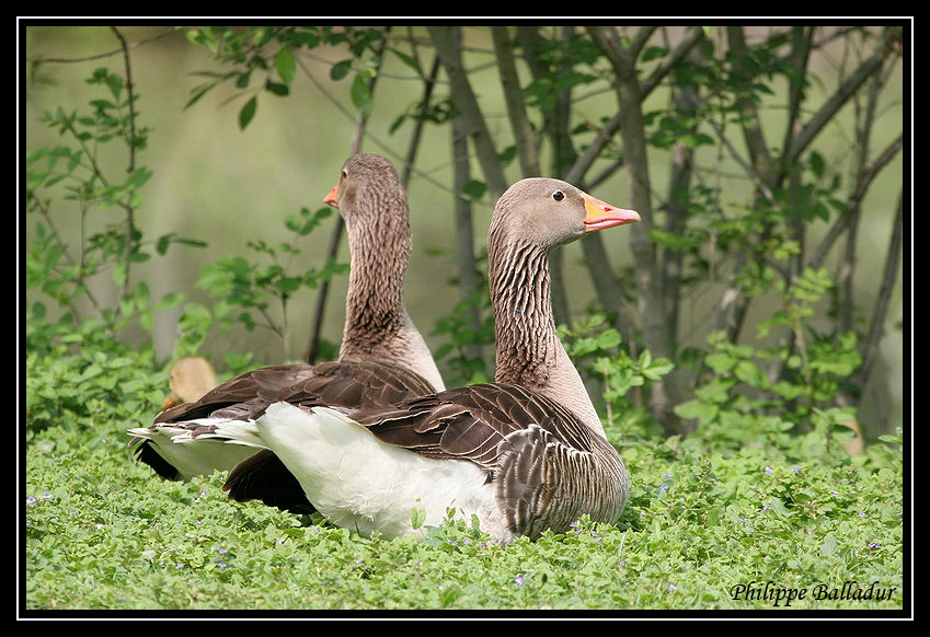 Dans la famille Oie cendrée Oie_cendree_04