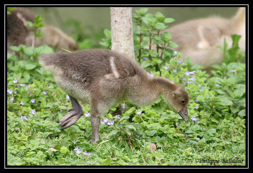 Dans la famille Oie cendrée Oie_cendree_09