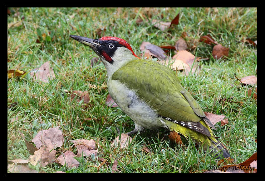 Le Pic vert de mon jardin... Pic_vert_04