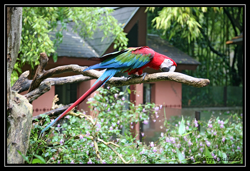 Allons-y pour un Perroquet rouge... Parc_Doue_Fontaine_003