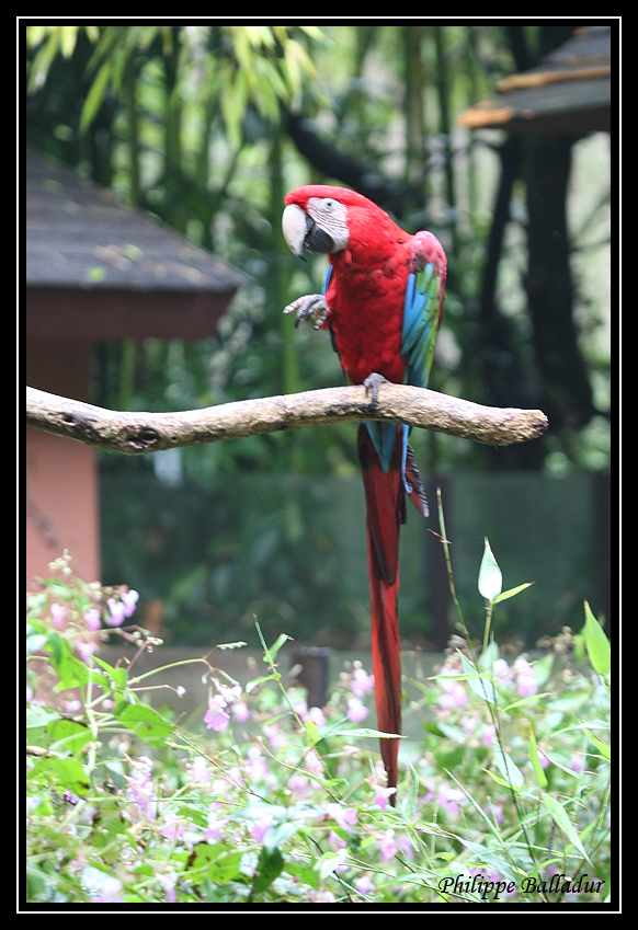 Allons-y pour un Perroquet rouge... Parc_Doue_Fontaine_023