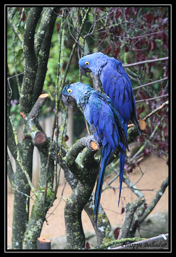 Sur le thème du Perroquet...Bleu... Parc_Doue_Fontaine_045
