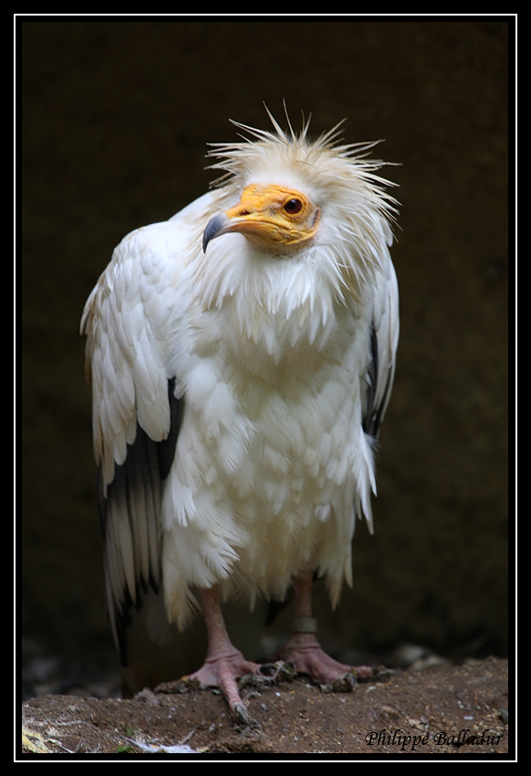 Un vautour Percnoptère... Parc_Doue_Fontaine_057