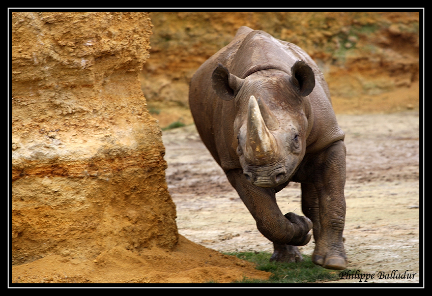 La galop du Rhino noir...cataclop, cataclop, cataclop... Parc_Doue_Fontaine_119