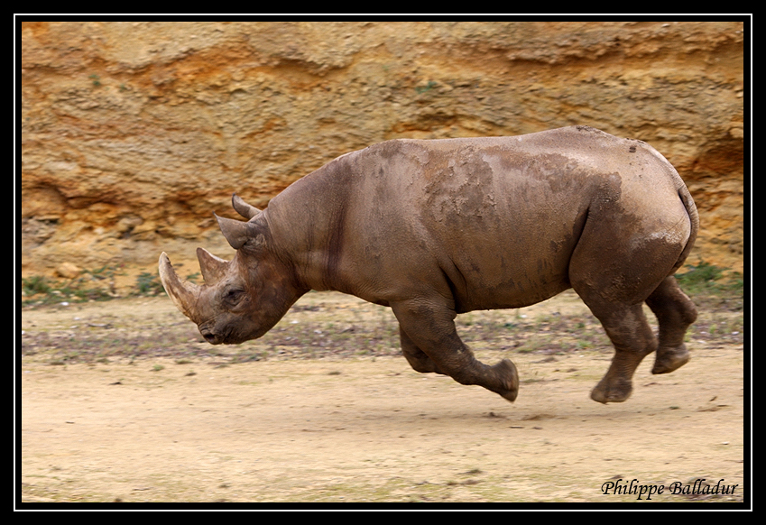 La galop du Rhino noir...cataclop, cataclop, cataclop... Parc_Doue_Fontaine_121