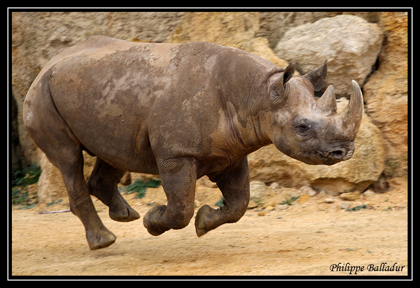 La galop du Rhino noir...cataclop, cataclop, cataclop... Parc_Doue_Fontaine_122