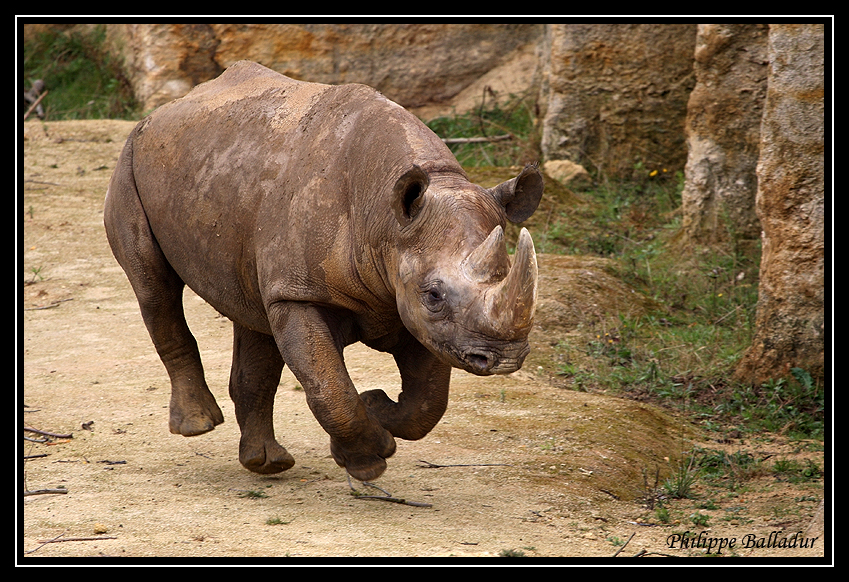 La galop du Rhino noir...cataclop, cataclop, cataclop... Parc_Doue_Fontaine_123