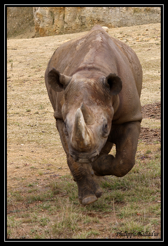 La galop du Rhino noir...cataclop, cataclop, cataclop... Parc_Doue_Fontaine_124