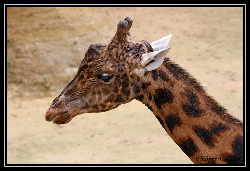 Girafons font font...de quelques mois... Parc_Doue_Fontaine_174