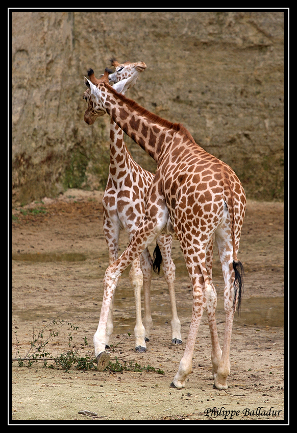 Girafons font font...de quelques mois... Parc_Doue_Fontaine_182