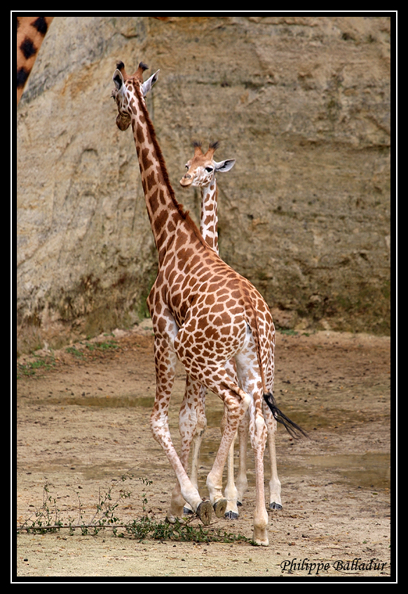 Girafons font font...de quelques mois... Parc_Doue_Fontaine_183