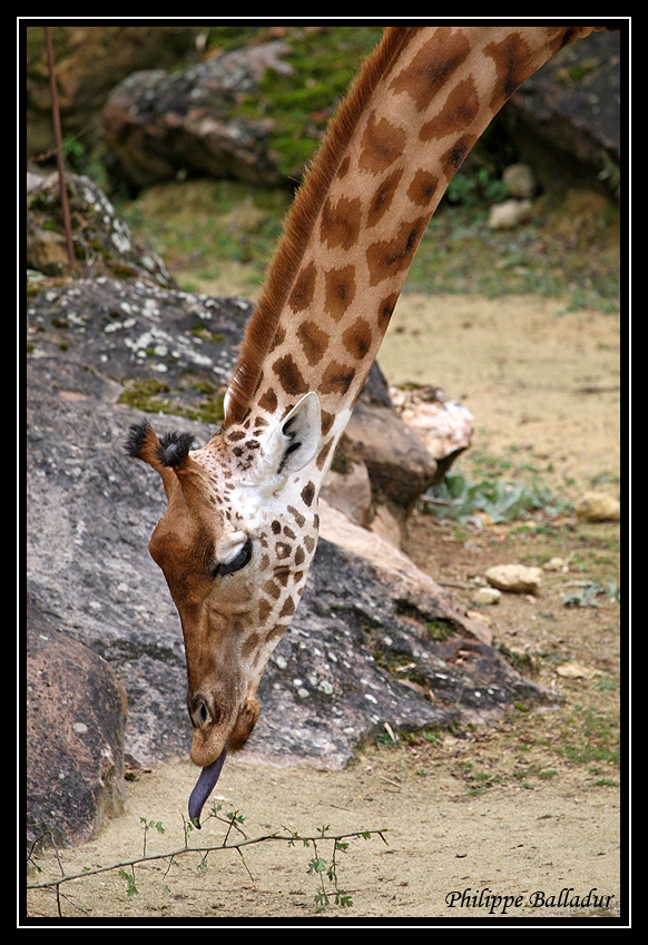 Girafons font font...de quelques mois... Parc_Doue_Fontaine_186