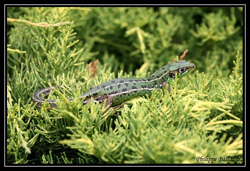 Jurassic Parc dans mon jardin... Lezard_murailles_02