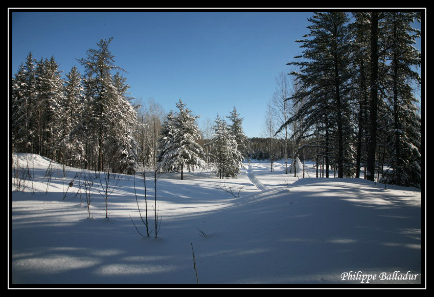Ski de fond dans la forêt boréale du Québec. Ski_Borealie_Mistassini_02