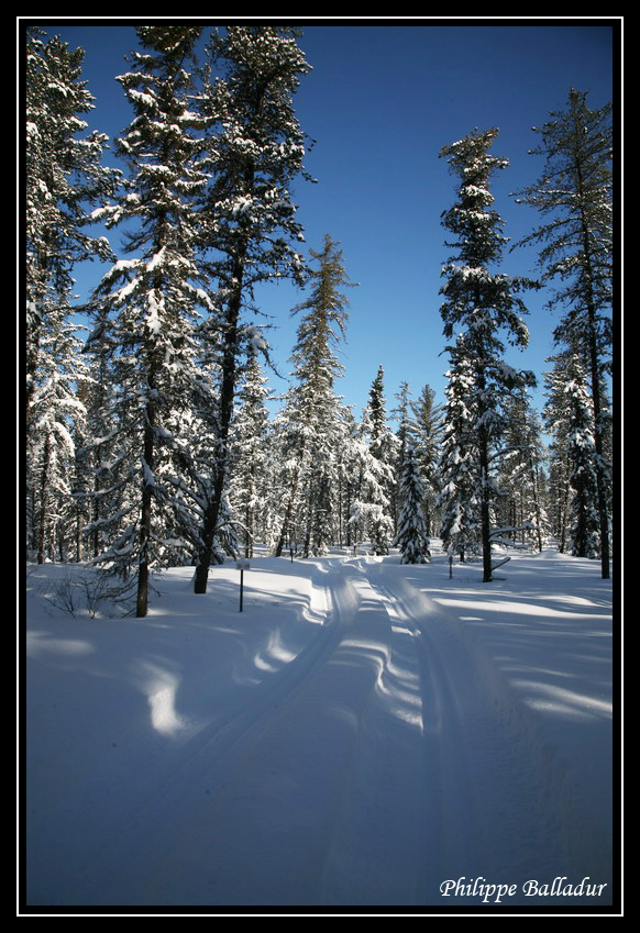 Ski de fond dans la forêt boréale du Québec. Ski_Borealie_Mistassini_05