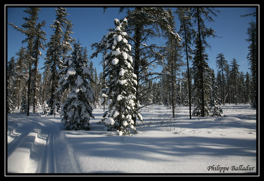 Ski de fond dans la forêt boréale du Québec. Ski_Borealie_Mistassini_06