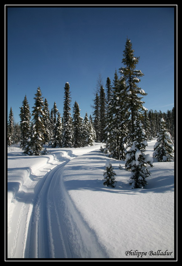 Ski de fond dans la forêt boréale du Québec. Ski_Borealie_Mistassini_10