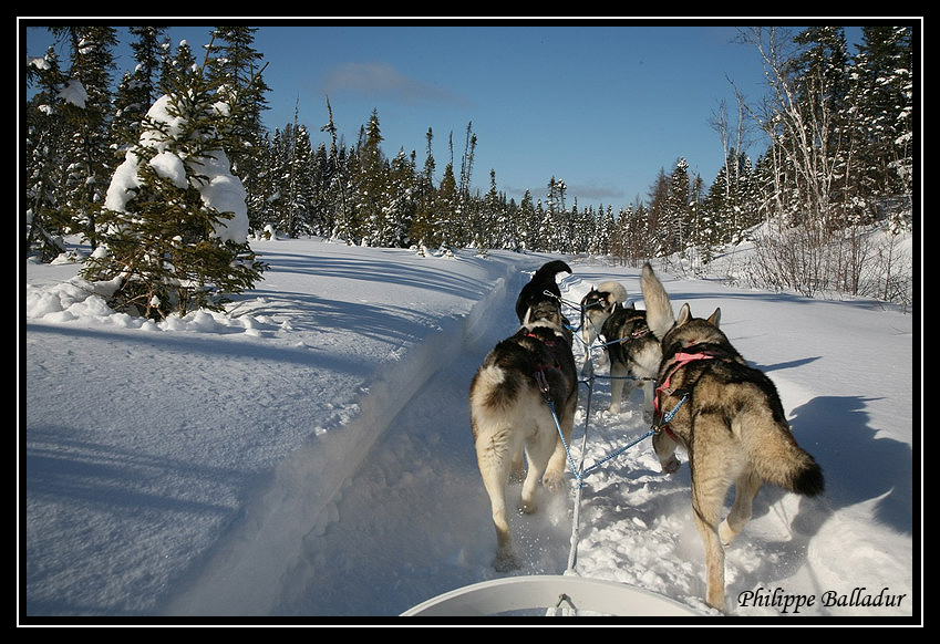 Une rando en traineraux à Chiens... ça c'est du sport ! IMG_6463